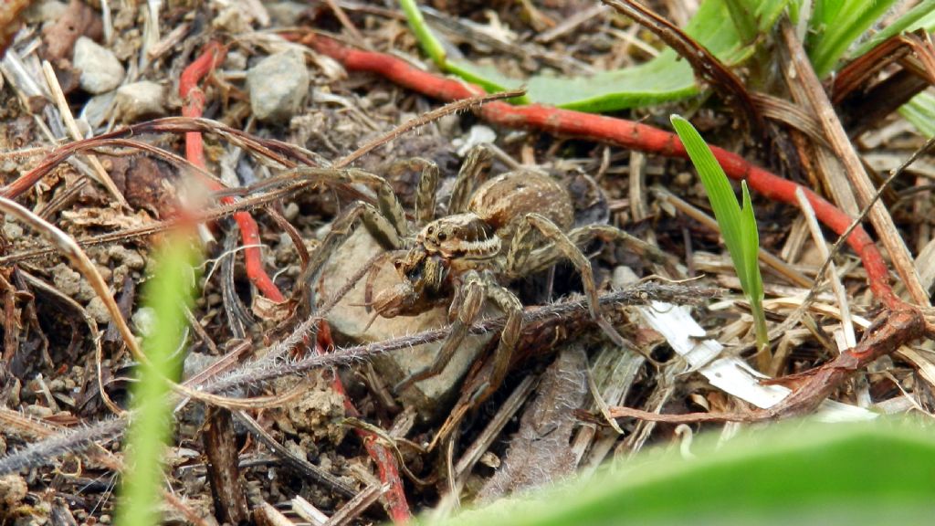 Hogna radiata e Argiope bruennichi - Capranica (VT)